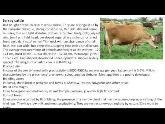 Jersey cattle Red or light brown color with white marks.