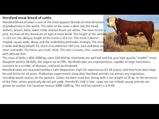 Hereford meat breed of cattle Hereford breed of cows is