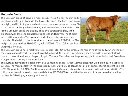 Limousin Cattle The Limousin breed of cows is a meat