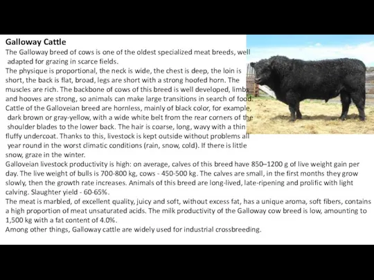 Galloway Cattle The Galloway breed of cows is one of