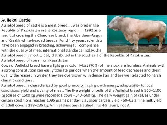 Auliekol Cattle Auliekol breed of cattle is a meat breed.
