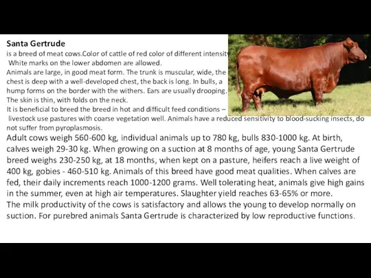 Santa Gertrude is a breed of meat cows.Color of cattle