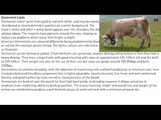 Simmental Cattle Simmental colour varies from gold to red with