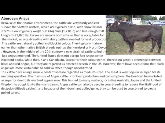 Aberdeen Angus Because of their native environment, the cattle are
