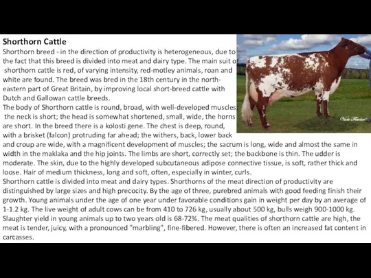 Shorthorn Cattle Shorthorn breed - in the direction of productivity