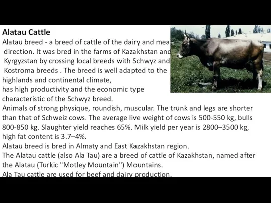 Alatau Cattle Alatau breed - a breed of cattle of