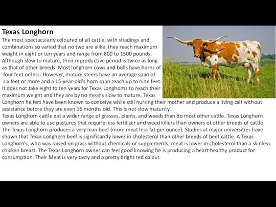 Texas Longhorn The most spectacularly coloured of all cattle, with