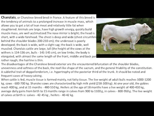 Charolais, or Charolese breed bred in France. A feature of