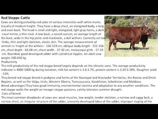 Red Steppe Cattle Cows are distinguished by red color of