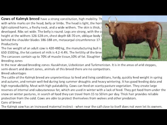 Cows of Kalmyk breed have a strong constitution, high mobility.