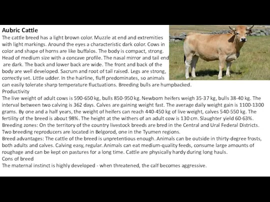 Aubric Cattle The cattle breed has a light brown color.