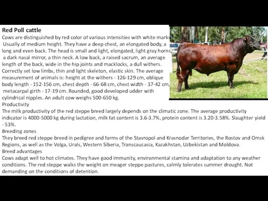 Red Poll cattle Cows are distinguished by red color of