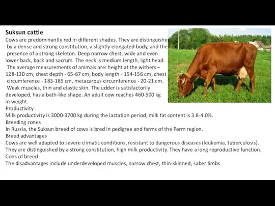 Suksun cattle Cows are predominantly red in different shades. They