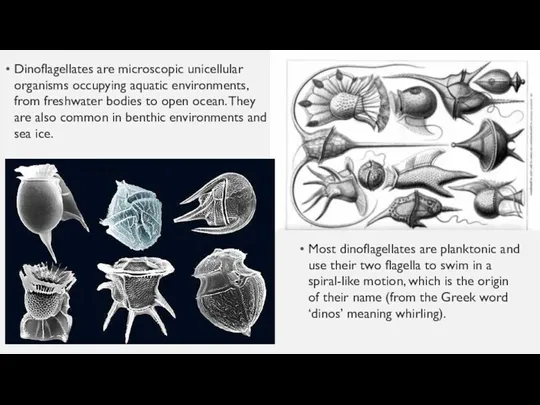 Dinoflagellates are microscopic unicellular organisms occupying aquatic environments, from freshwater