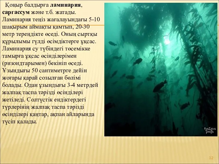 Қоңыр балдырға ламинария, саргассум және т.б. жатады. Ламинария теңіз жағалауындағы