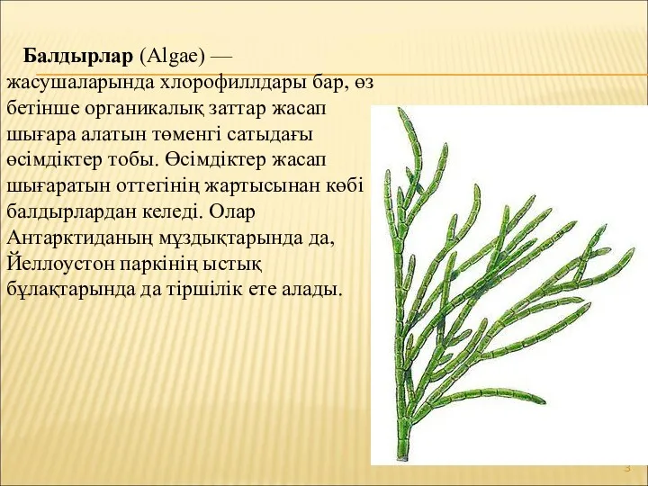 Балдырлар (Algae) — жасушаларында хлорофиллдары бар, өз бетінше органикалық заттар