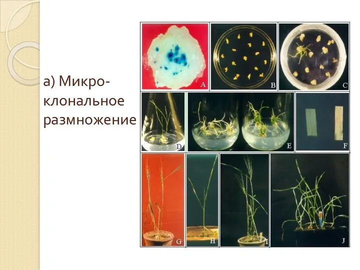 а) Микро-клональное размножение