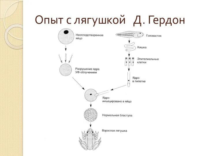 Опыт с лягушкой Д. Гердон