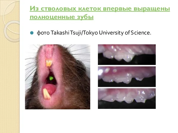 Из стволовых клеток впервые выращены полноценные зубы фото Takashi Tsuji/Tokyo University of Science.