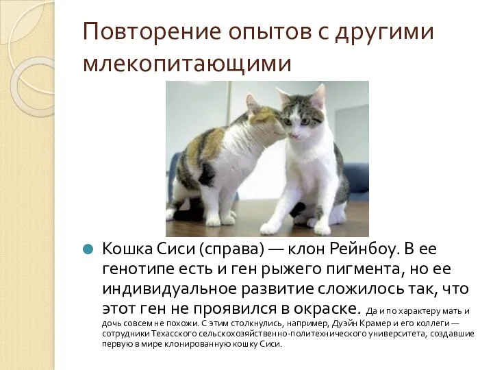 Повторение опытов с другими млекопитающими Кошка Сиси (справа) — клон