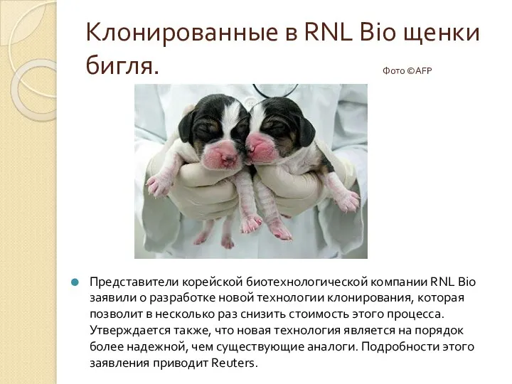 Клонированные в RNL Bio щенки бигля. Фото ©AFP Представители корейской