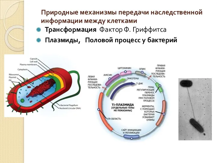 Природные механизмы передачи наследственной информации между клетками Трансформация Фактор Ф. Гриффитса Плазмиды, Половой процесс у бактерий
