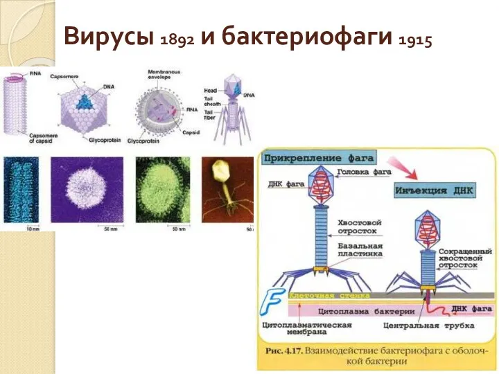 Вирусы 1892 и бактериофаги 1915