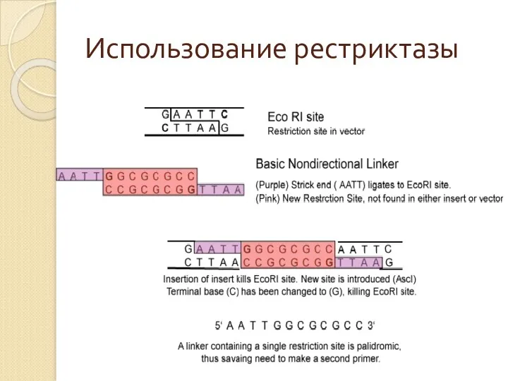 Использование рестриктазы