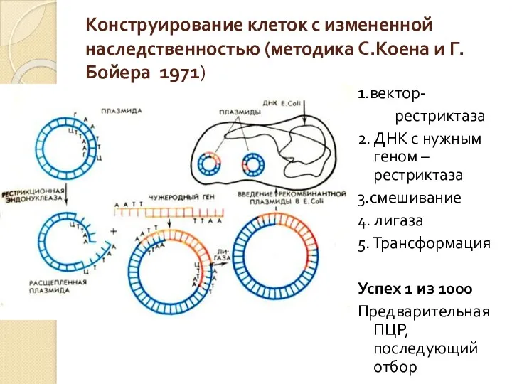 Конструирование клеток с измененной наследственностью (методика С.Коена и Г. Бойера