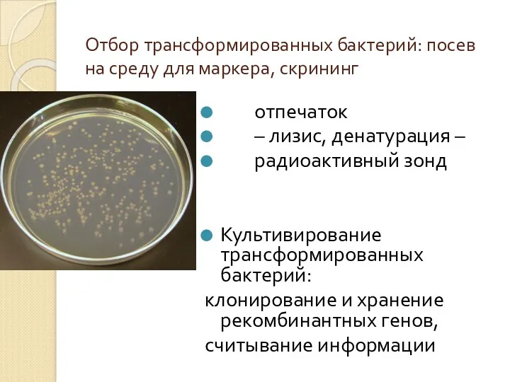 Отбор трансформированных бактерий: посев на среду для маркера, скрининг отпечаток
