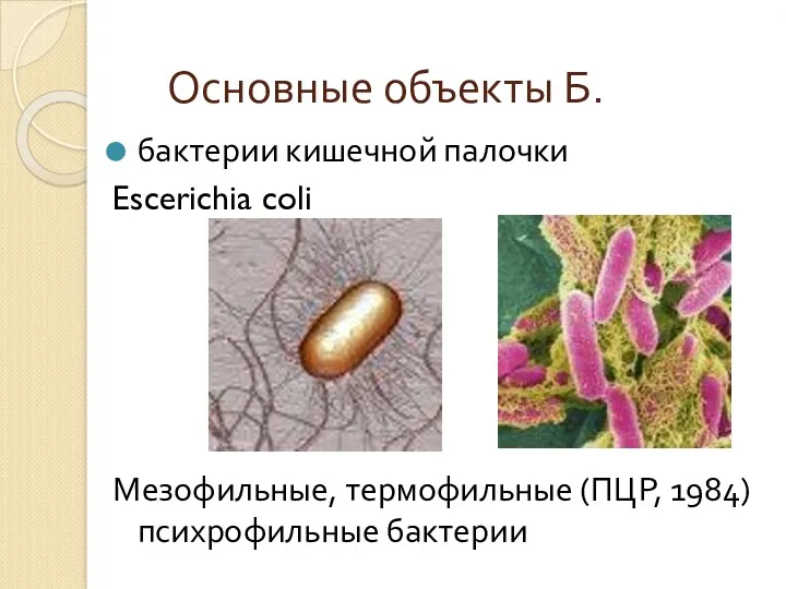 Основные объекты Б. бактерии кишечной палочки Escerichia coli Мезофильные, термофильные (ПЦР, 1984) психрофильные бактерии