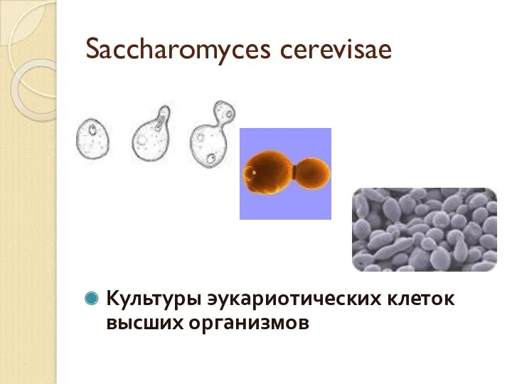 Saccharomyces cerevisae Культуры эукариотических клеток высших организмов