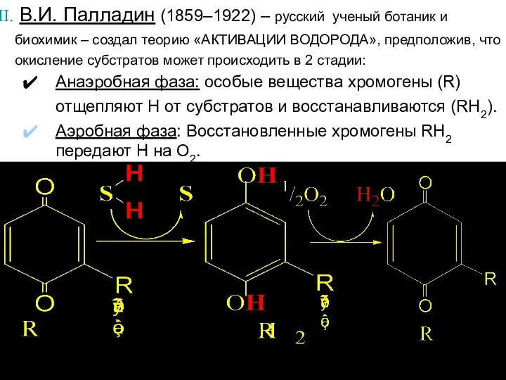 В.И. Палладин (1859–1922) – русский ученый ботаник и биохимик –