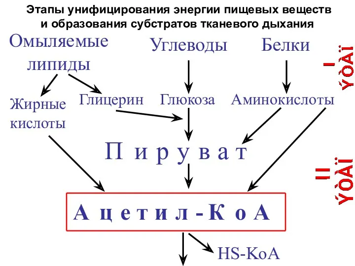 Этапы унифицирования энергии пищевых веществ и образования субстратов тканевого дыхания