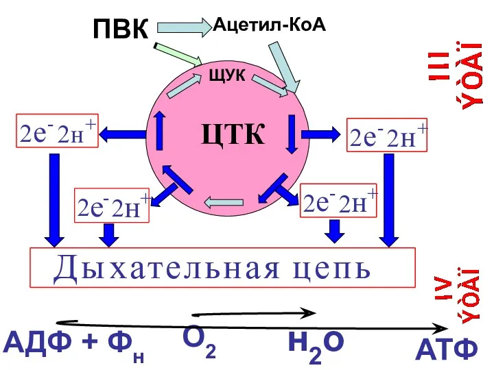 АДФ + Фн О2 н2о АТФ ЦТК Ацетил-КоА ЩУК ПВК