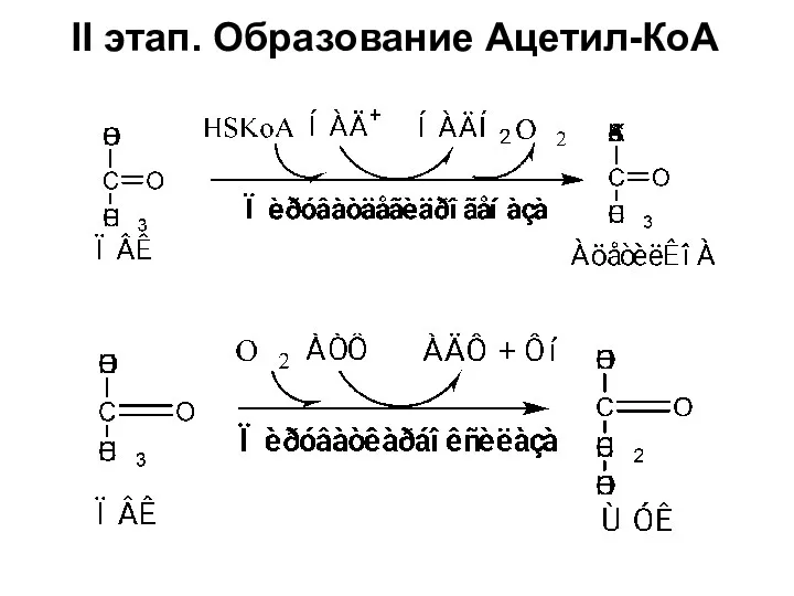 II этап. Образование Ацетил-КоА