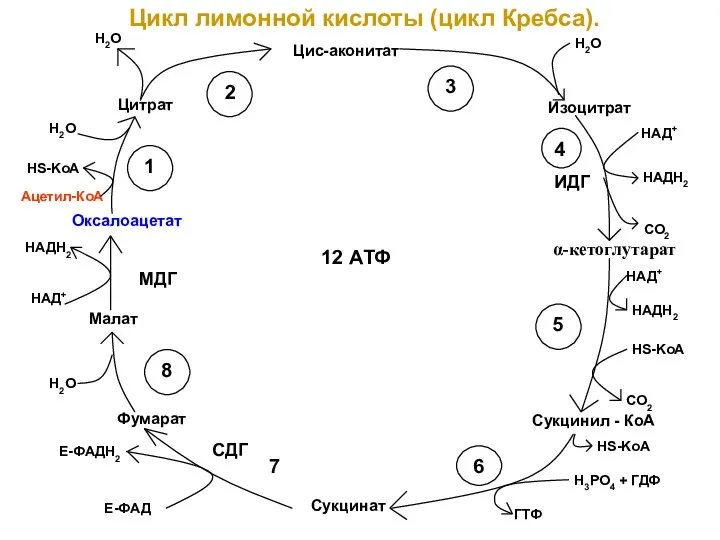 Цикл лимонной кислоты (цикл Кребса). Цис-аконитат Изоцитрат Сукцинил - КоА