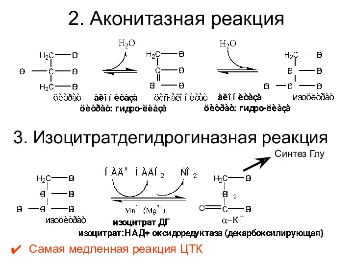2. Аконитазная реакция 3. Изоцитратдегидрогиназная реакция Самая медленная реакция ЦТК Синтез Глу