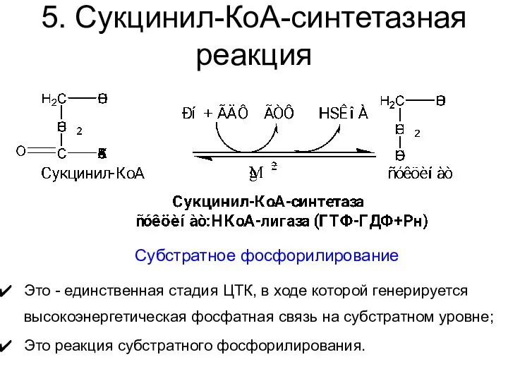 5. Сукцинил-КоА-синтетазная реакция Это - единственная стадия ЦТК, в ходе