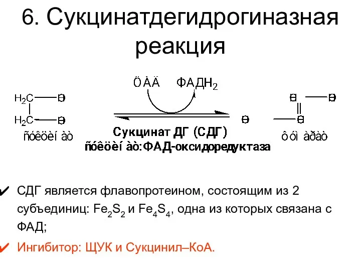 6. Сукцинатдегидрогиназная реакция СДГ является флавопротеином, состоящим из 2 субъединиц: