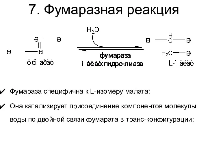 7. Фумаразная реакция Фумараза специфична к L-изомеру малата; Она катализирует