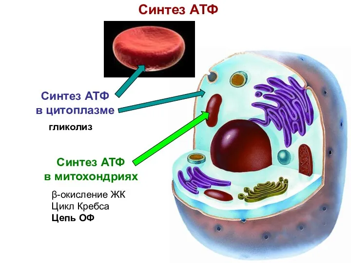 Синтез АТФ Синтез АТФ в митохондриях β-окисление ЖК Цикл Кребса