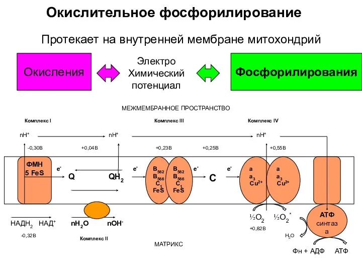 Окислительное фосфорилирование Q ½О2 ½О2* Н2О НАДН2 НАД+ nН+ е-