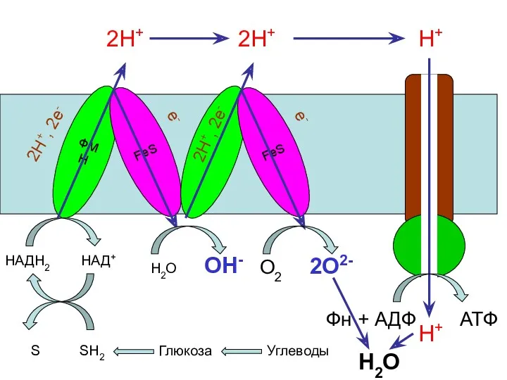 ФМН FeS НАДН2 НАД+ S SH2 Глюкоза Углеводы 2Н+, 2е-