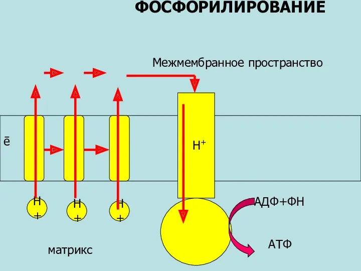 Н+ Н+ Н+ ē ФОСФОРИЛИРОВАНИЕ АДФ+ФН АТФ Н+ Межмембранное пространство матрикс