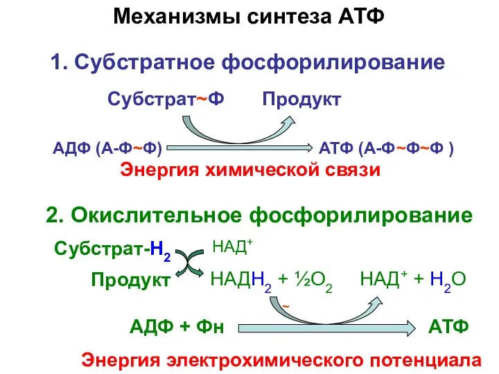 АДФ + Фн АТФ Механизмы синтеза АТФ Энергия электрохимического потенциала