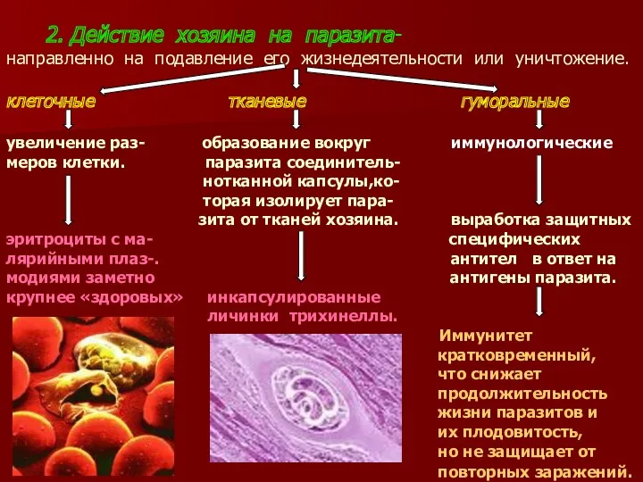 2. Действие хозяина на паразита- направленно на подавление его жизнедеятельности