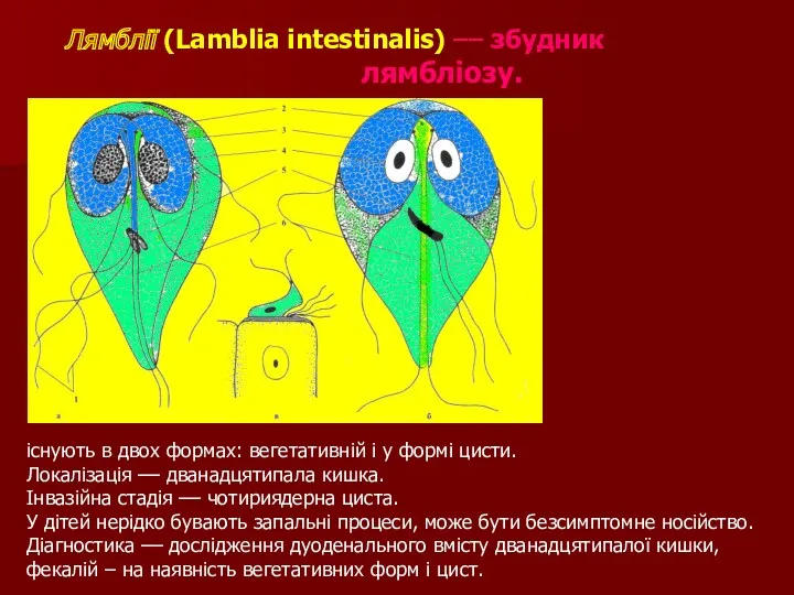Лямблії (Lamblia intestinalis) –– збудник лямбліозу. існують в двох формах: