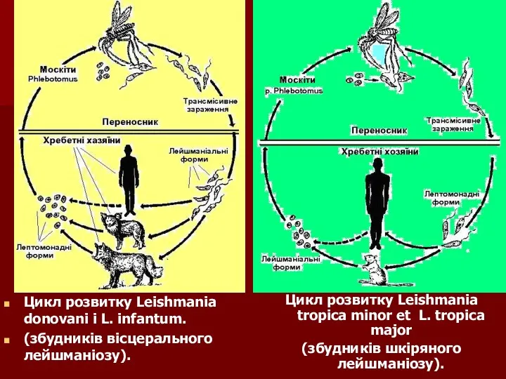 Цикл розвитку Leishmania donovani i L. infantum. (збудників вісцерального лейшманіозу).