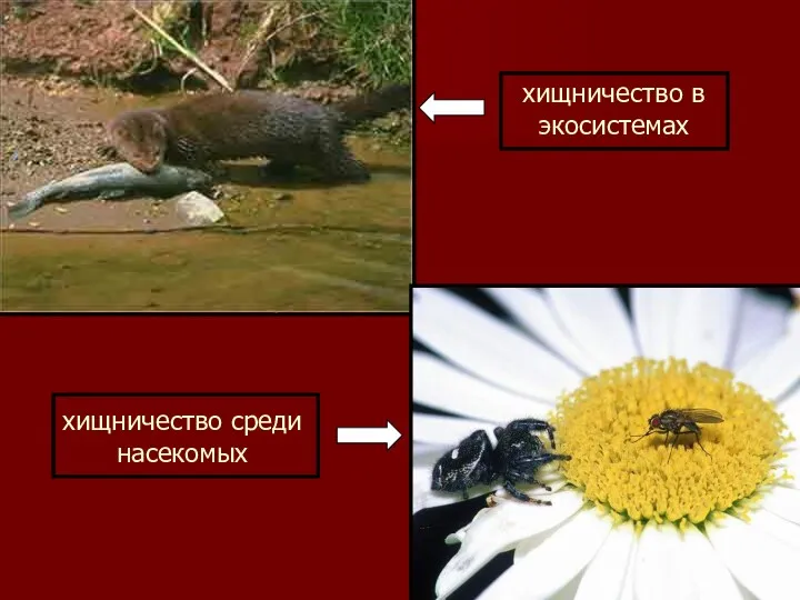 хищничество в экосистемах хищничество в экосистемах хищничество среди насекомых